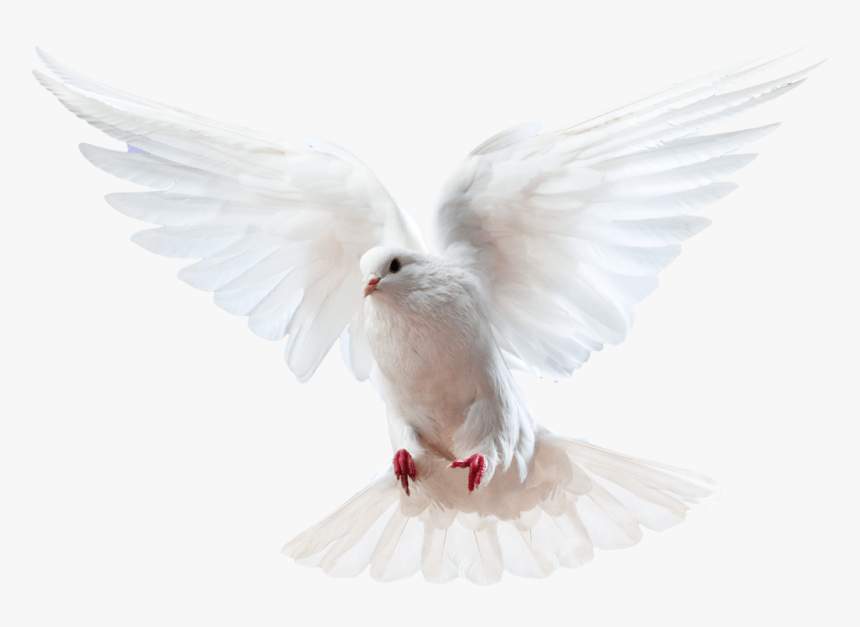 Holy Spirit Dove