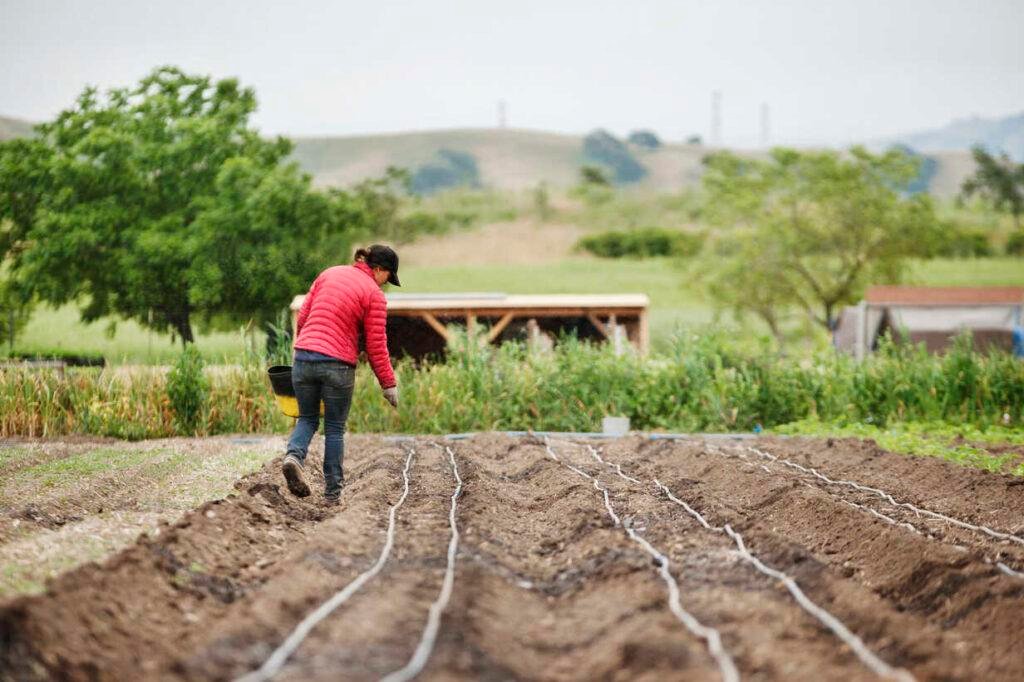 Farmer sowing